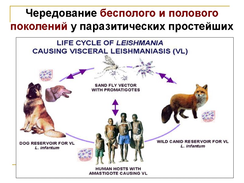 Чередование бесполого и полового поколений у паразитических простейших Чередование бесполого и полового поколений у паразитических простейших